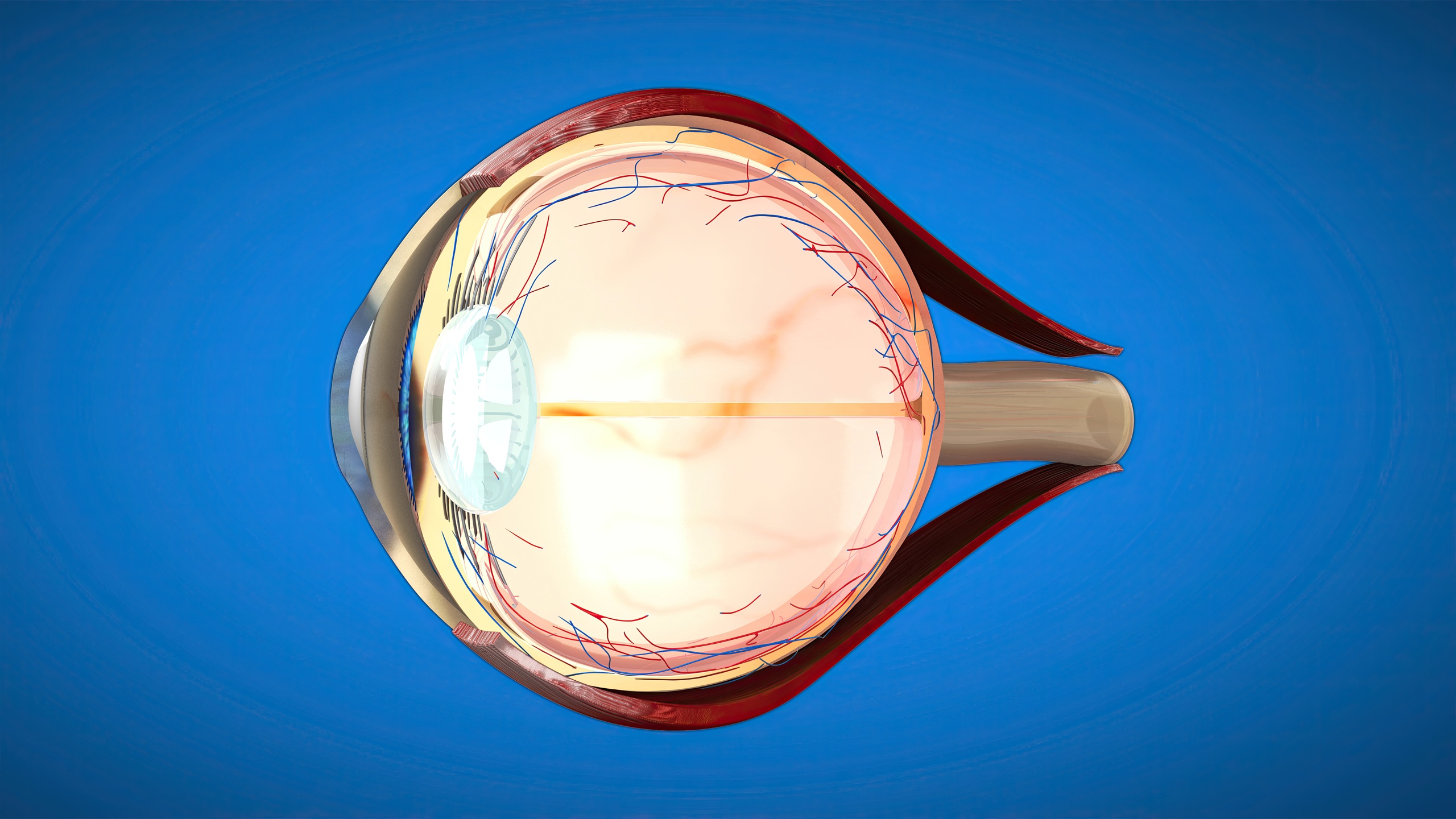 3D cross-section illustration of a human eye showing internal anatomy including the cornea, lens, retina, blood vessels, and optic nerve, on a blue background.